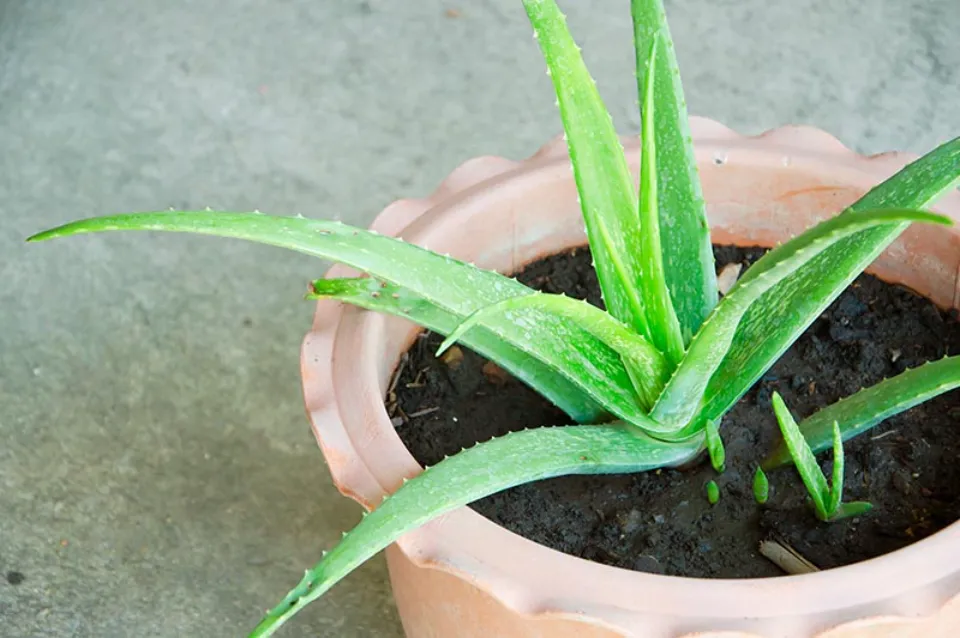 Underwatered Aloe Plant Signs & How to Revive It