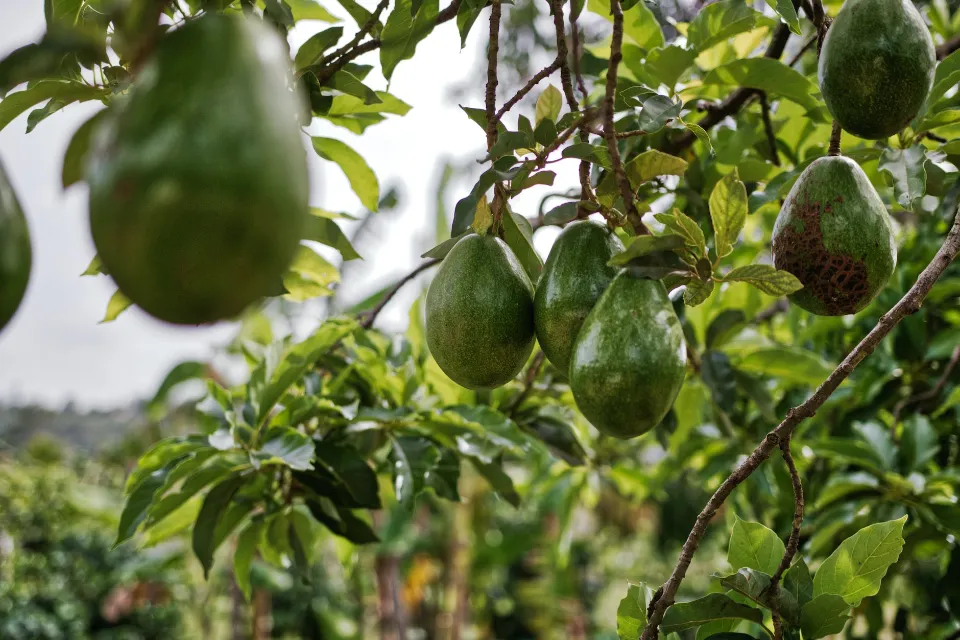 How to Plant An Avocado from Seed? Check the Ultimate Guide