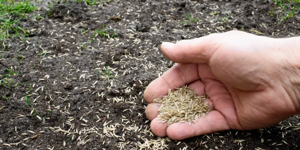 How to Plant Grass Seeds? Follow the Simple Guide