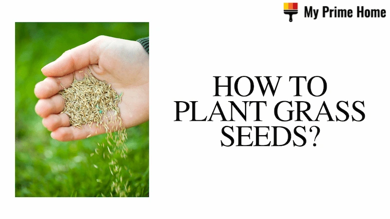 How to Plant Grass Seeds? Follow the Simple Guide