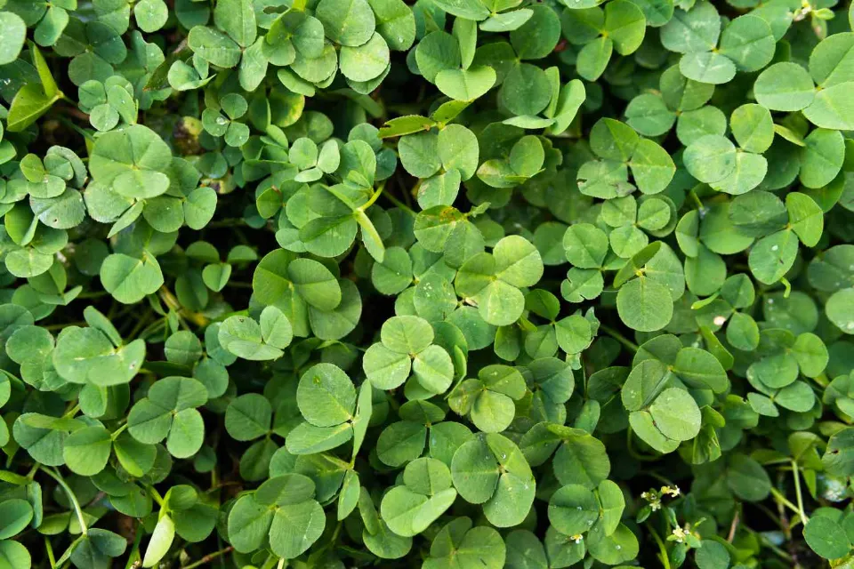 Why a Clover Lawn is Better Than a Grass Lawn?