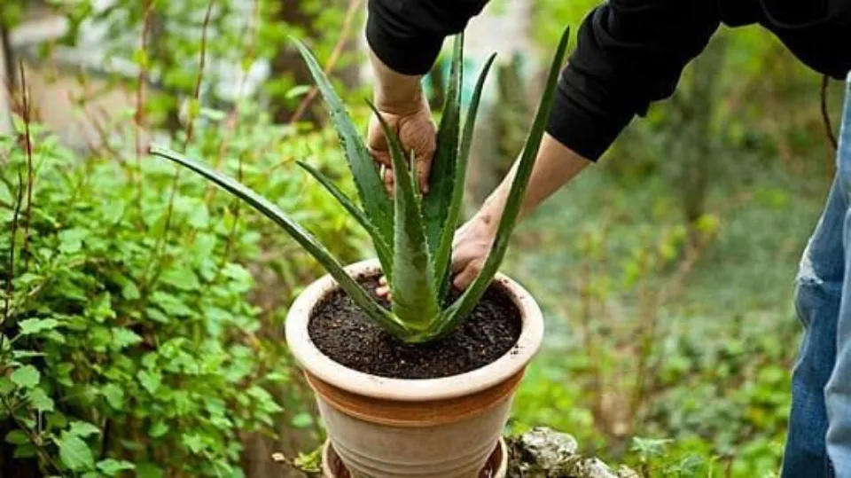 Underwatered Aloe Plant Signs & How to Revive It