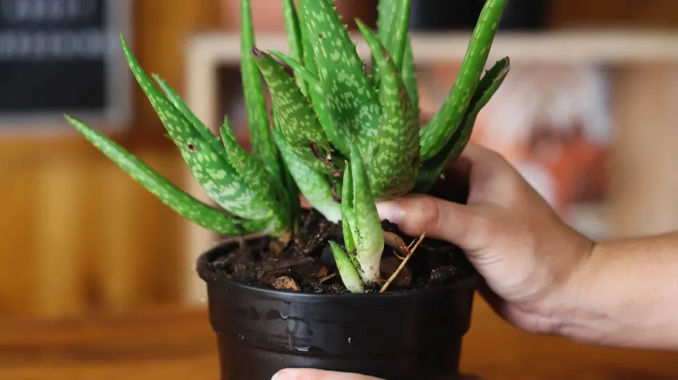 Repotting Aloe Plant: An Easy Step-by-step Guide