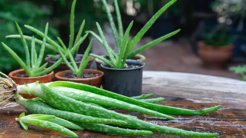 How to Save An Overwatered Aloe Plant? Easy Solutions