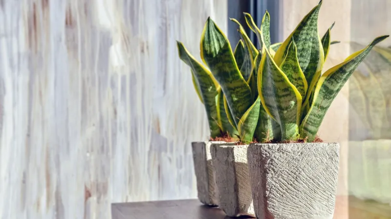 How to Save An Overwatered Snake Plant? Follow the Ultimate Guide