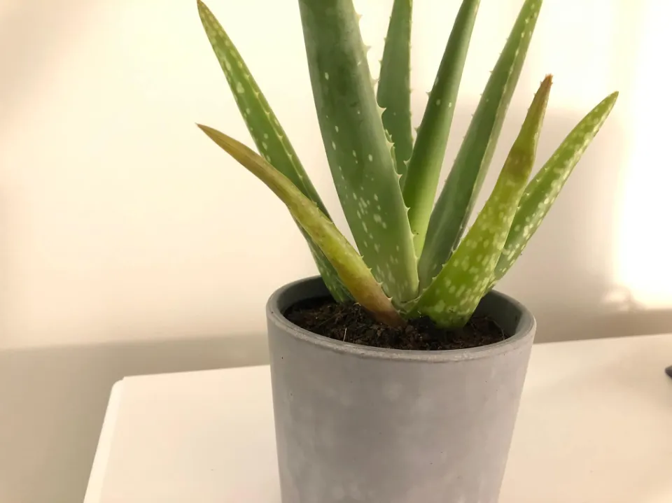 How Often to Water Aloe Plants Find the Answer