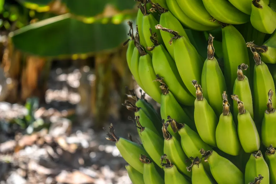 How to Store Bananas to Keep Them Last Longer?