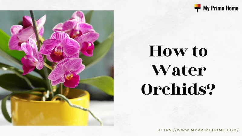 How to Water Orchids? Follow the Ultimate Guide