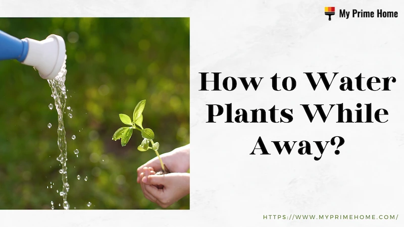 How to Water Plants While Away? the Ultimate Guide