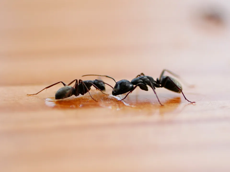 Little Black Ants: Get Rid of Little Ants in Your House