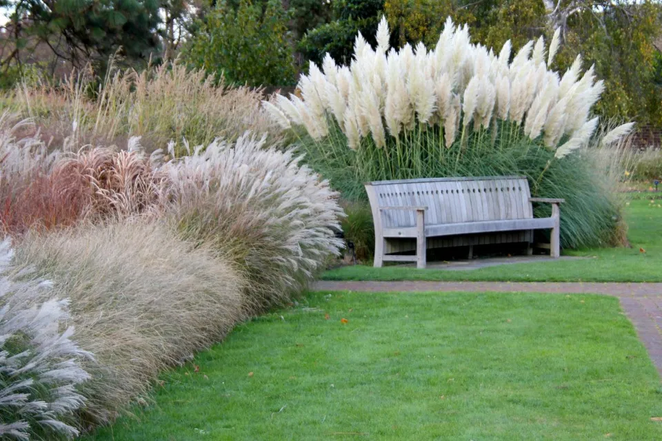 When to Plant Pampas Grass How to Grow