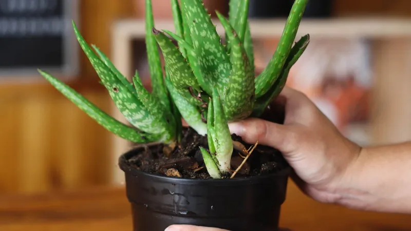 Repotting Aloe Plant: An Easy Step-by-step Guide