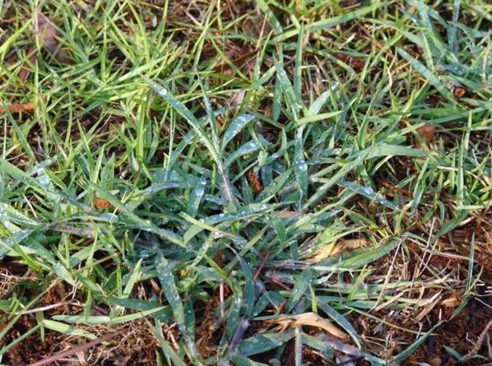 What is Crabgrass What Does Crabgrass Look Like