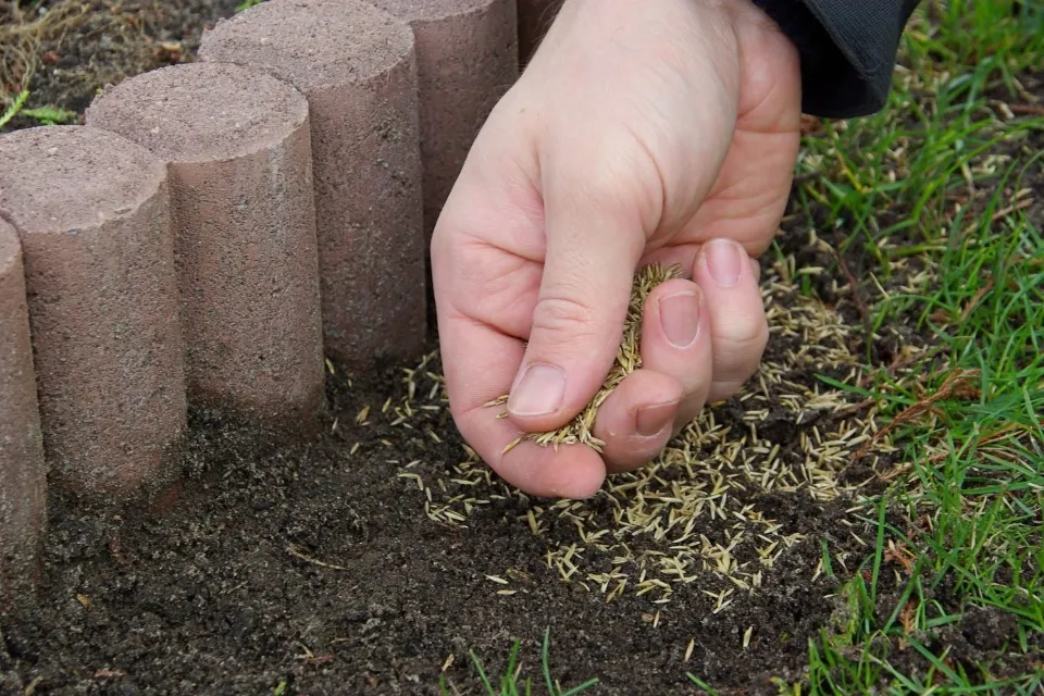 How to Plant Grass Seeds? Follow the Simple Guide