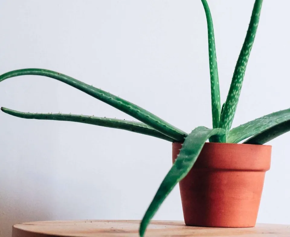 How Often to Water Aloe Plants Find the Answer