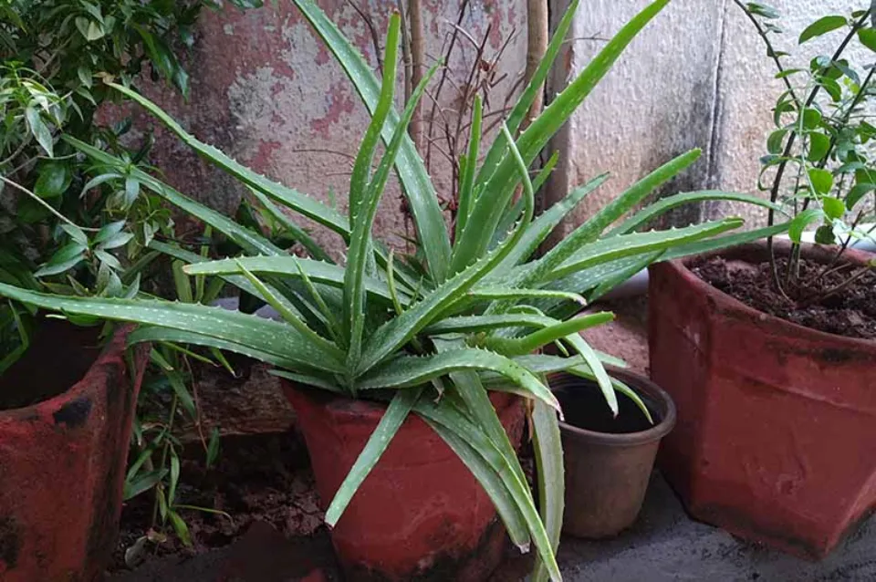 Underwatered Aloe Plant Signs & How to Revive It