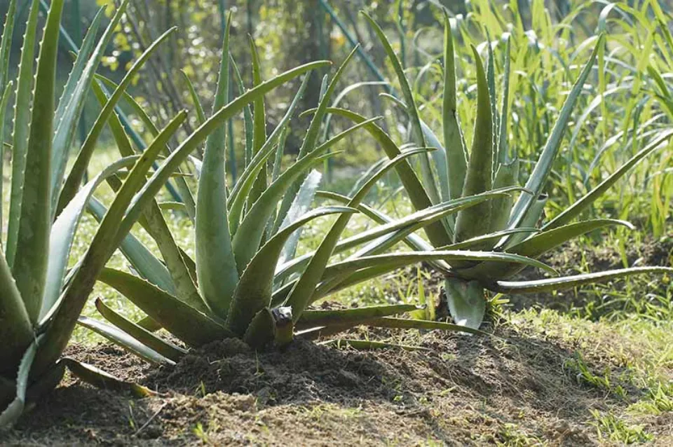 Why Your Aloe Plant is Turning Brown? How to Save It?