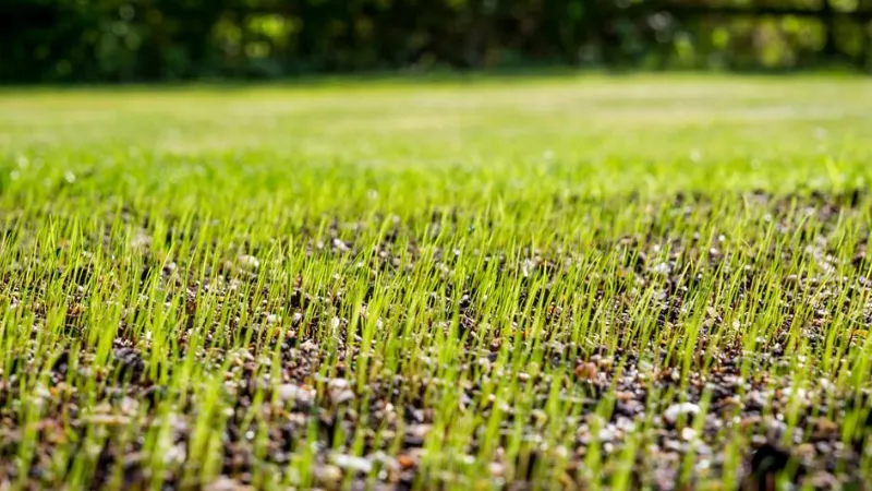 Tips for Planting Grass Seed in Fall: Follow the Easy Steps
