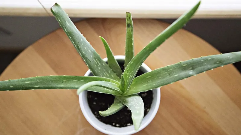 Underwatered Aloe Plant: Signs & How to Revive It?