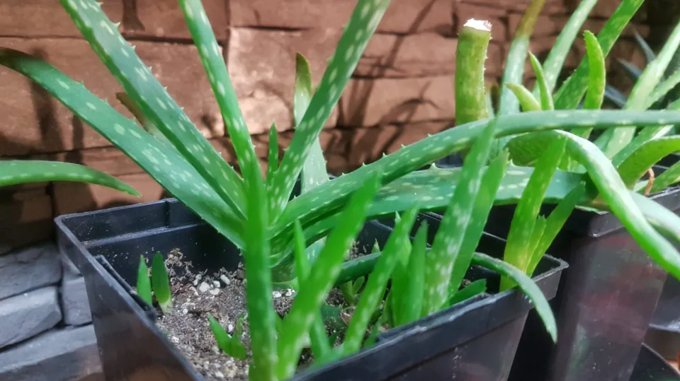 Underwatered Aloe Plant Signs & How to Revive It