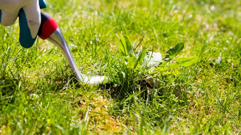 What is Crabgrass? What Does Crabgrass Look Like?