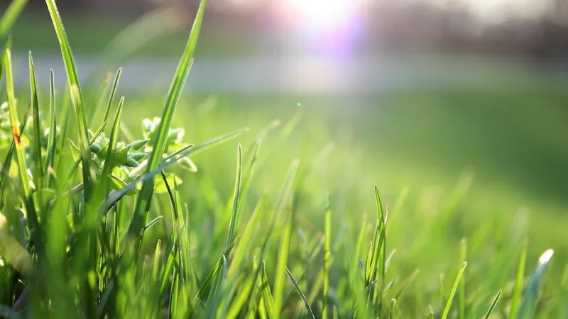 When Does Grass Stop Growing? Read the Ultimate Guide