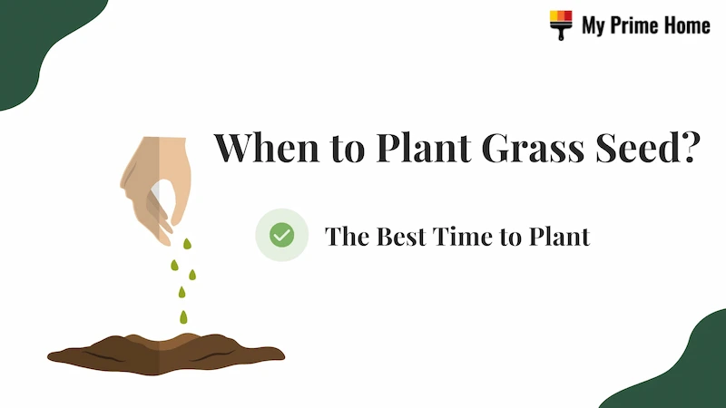 When to Plant Grass Seed? The Best Time to Plant