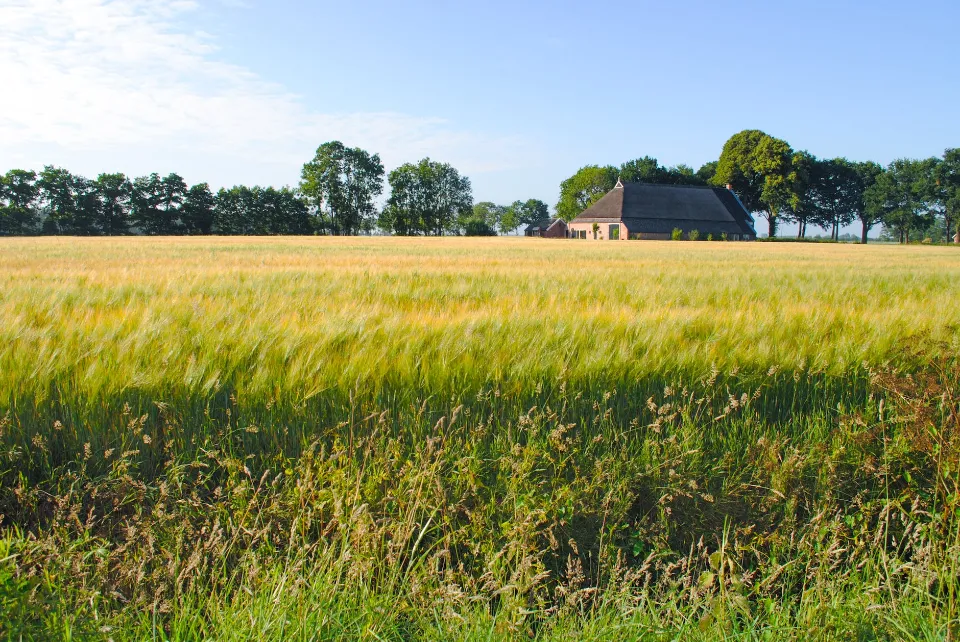 When to Plant Grass Seed? The Best Time to Plant