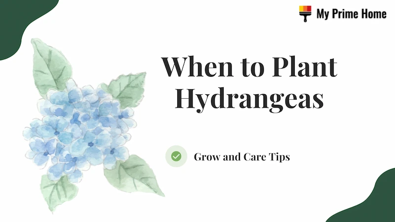 When to Plant Hydrangeas? Grow and Care Tips