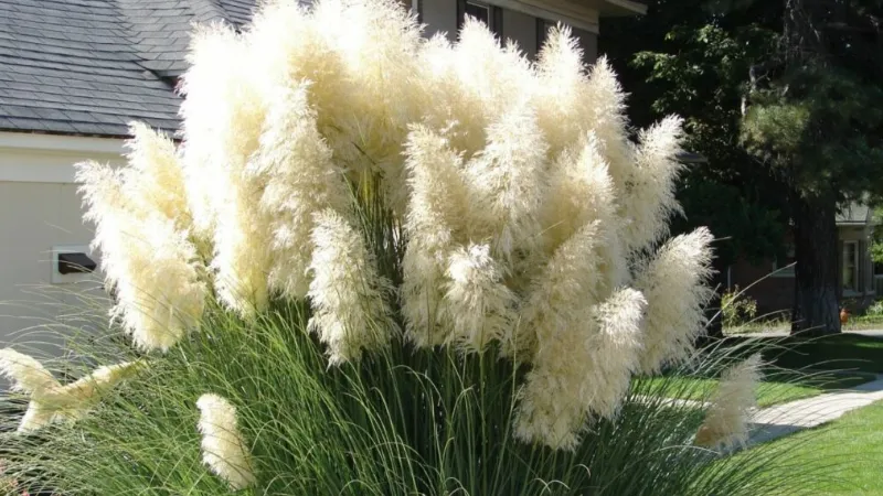 When to Plant Pampas Grass? How to Grow?