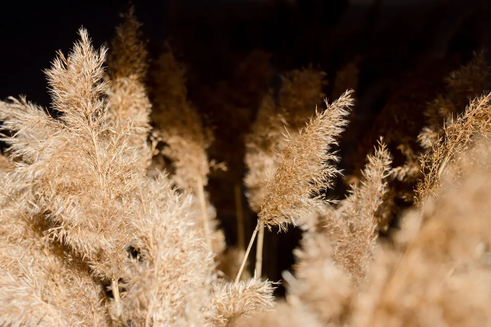 When to Plant Pampas Grass? How to Grow?