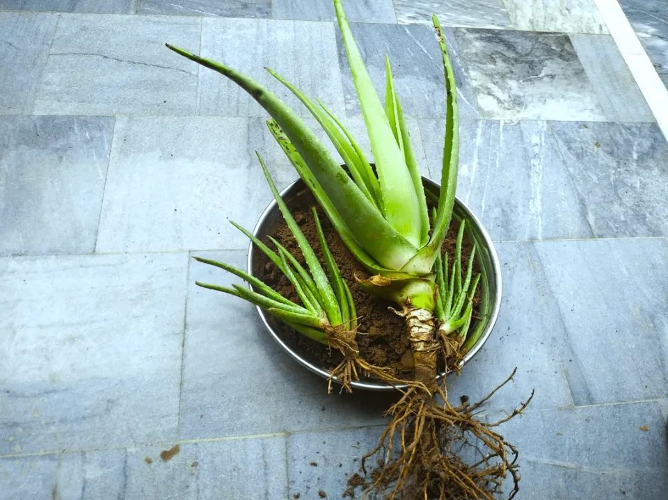 How to Save An Overwatered Aloe Plant Easy Solutions