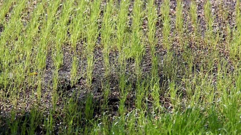 Will Grass Seed Germinate on Top of the Soil? Let's See