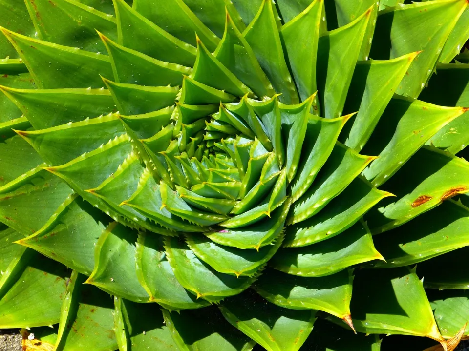 How to Care for Aloe Plants? Tips for Growing