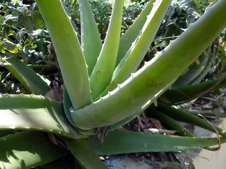 How to Care for Aloe Plants? Tips for Growing