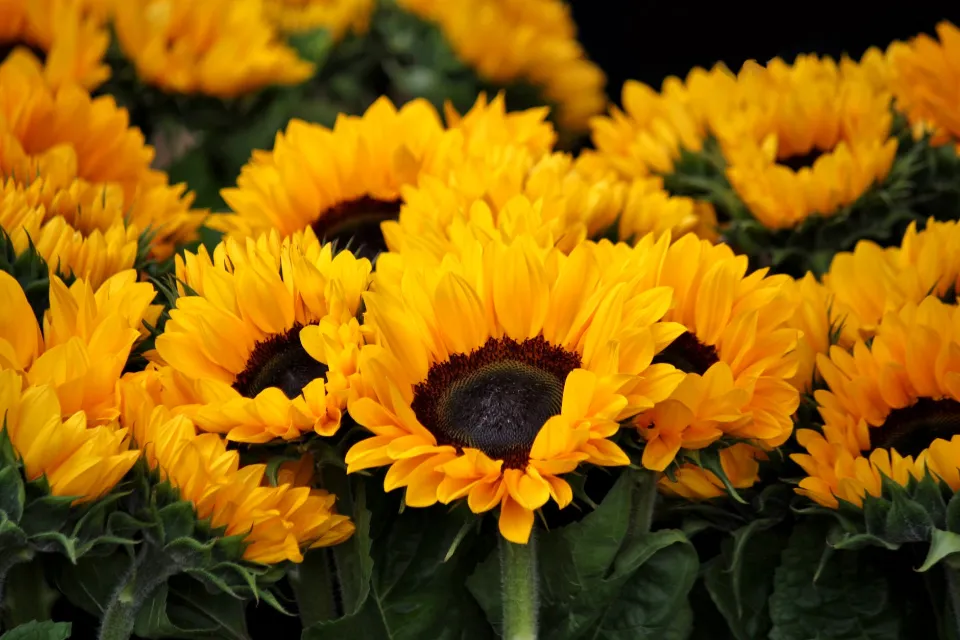 How to Grow Sunflowers? Follow the Ultimate Guide