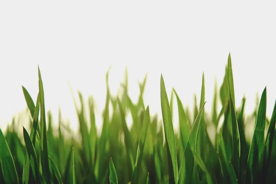 How to Make Grass Green Follow the Tips and Tricks
