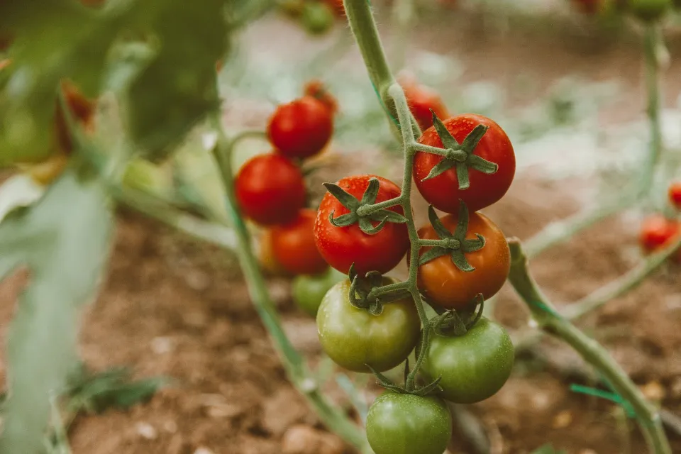 How Often to Water Tomato Plants? Follow the Tops Tips