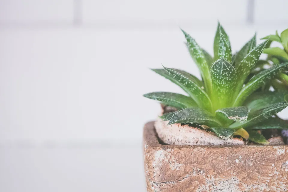 Do You Water Aloe Vera from Top Or Bottom? Tips & Tricks