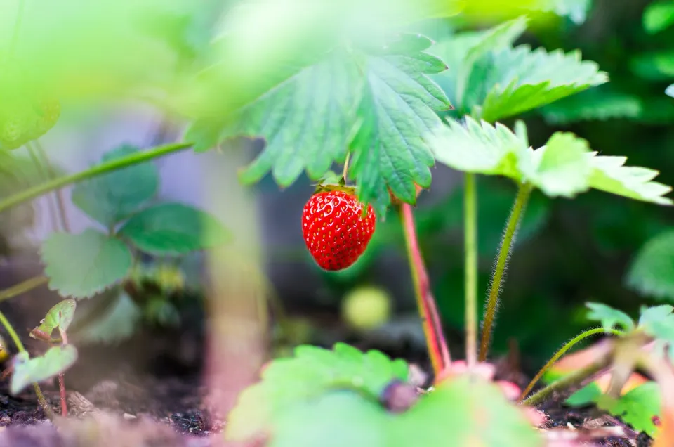 How to Grow Strawberries? Strawberry Plant Care