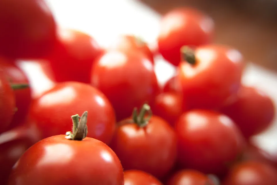 When to Plant Tomatoes? the Best Time to Plant Tomatoes