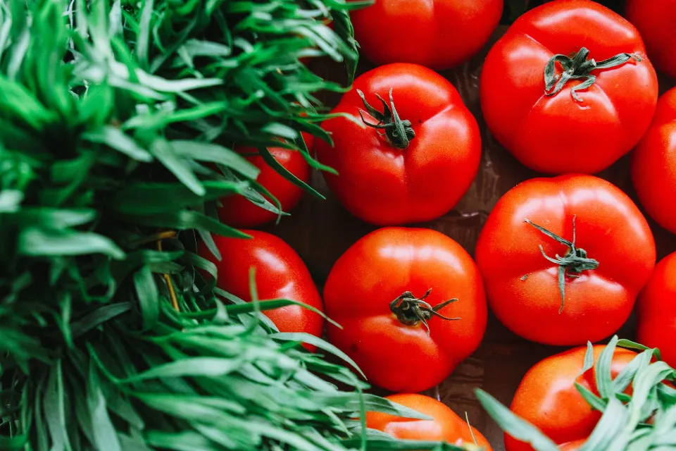 When to Plant Tomatoes? the Best Time to Plant Tomatoes