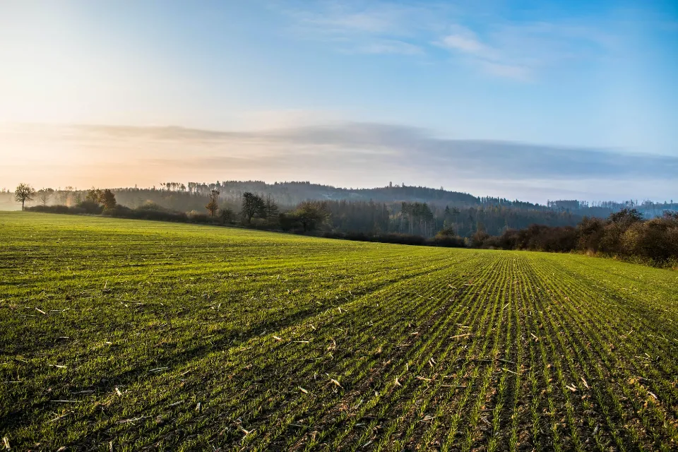 When to Plant Grass Seed The Best Time to Plant