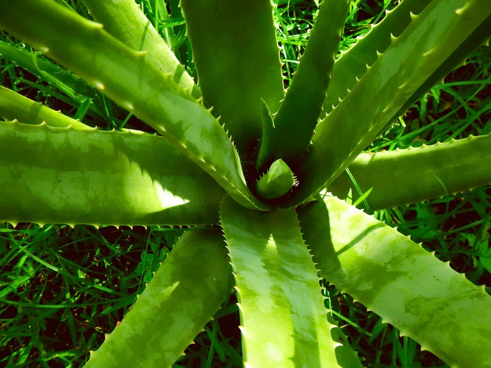 How to Care for Aloe Plants? Tips for Growing