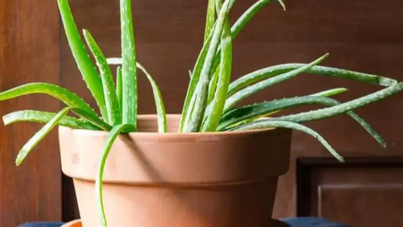 12 Best Pots for Aloe Plants: Guide for 2023