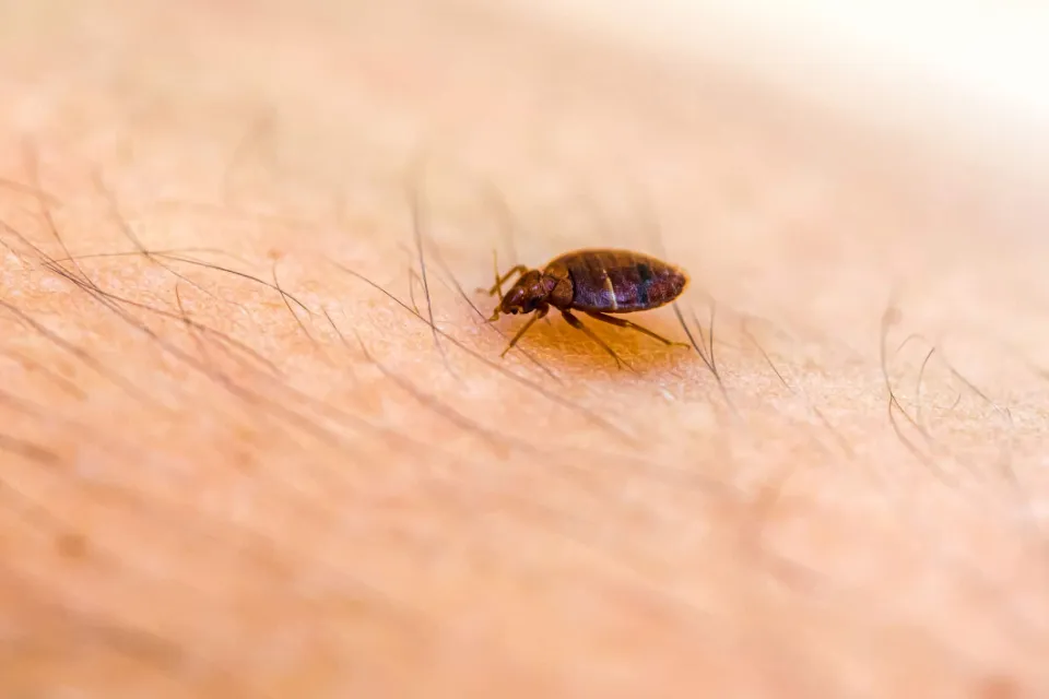 What Temperature Kills Bed Bugs Does Heating Or Freezing Kill Bed Bugs