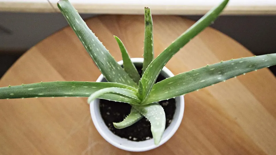 Are Aloe Plants Toxic to Cats What to Do