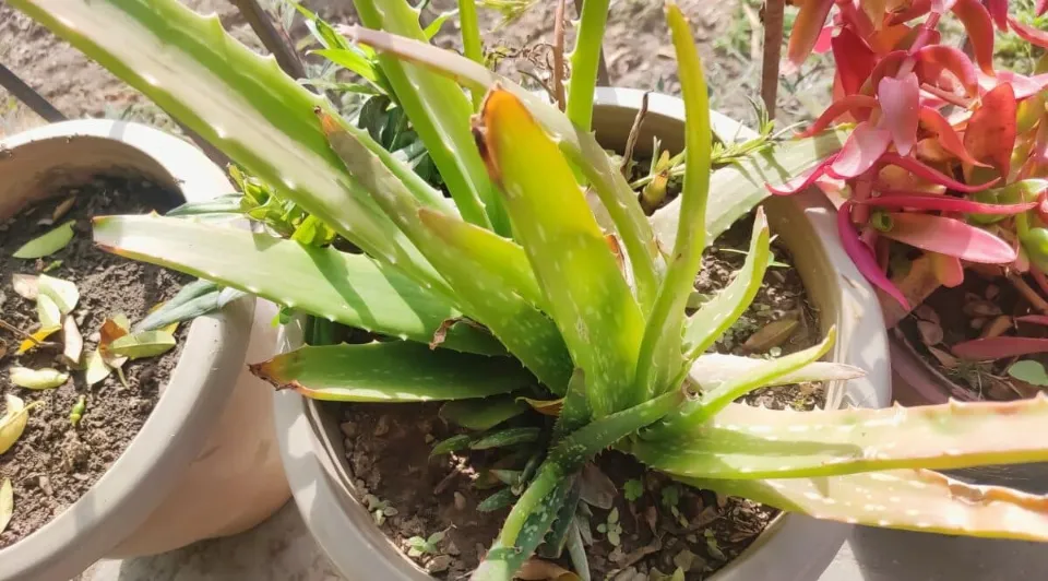 Why is Aloe Vera Plant Turning White?