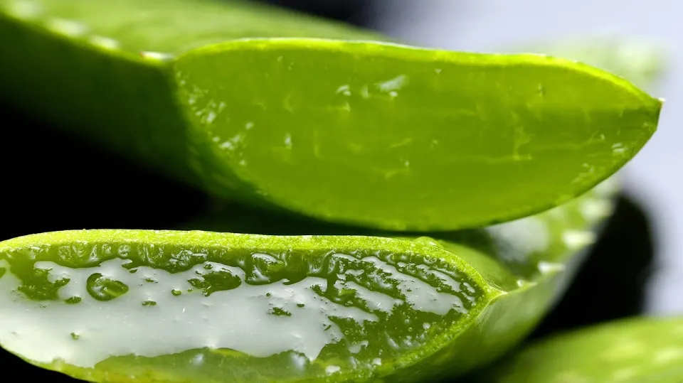 How to Cut Aloe Vera Plant Without Killing It Tips and Tricks