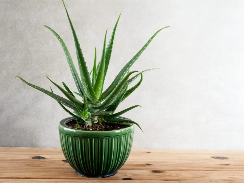 Best Pots for Aloe Plants